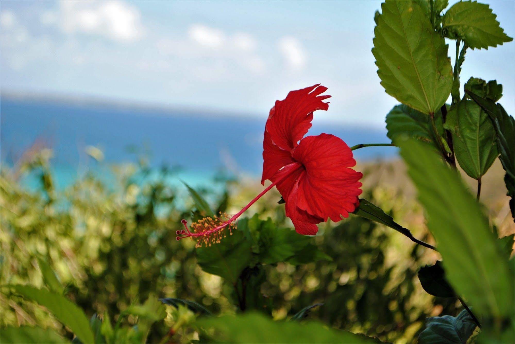 Anse Marcel Marquis Boutique Hotel מראה חיצוני תמונה